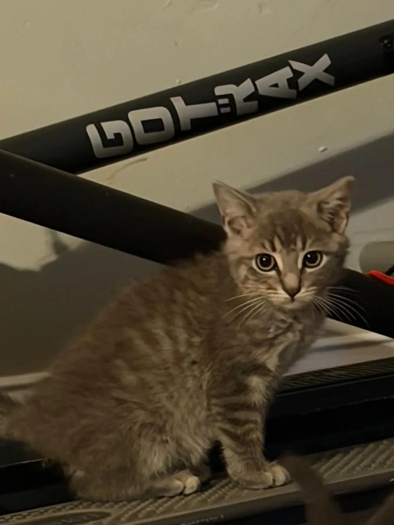 A baby medium-sized male Tabby (Gray / Blue / Silver) Domestic Short Hair cat named Herm for adoption in Indianapolis, IN