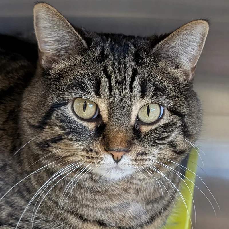 An adult large-sized female Tabby (Brown / Chocolate) Domestic Short Hair cat named Katie for adoption in Jefferson, WI