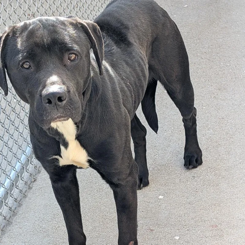An adult medium-sized female Black Pit Bull Terrier dog named Apple Blossom for adoption in Columbia, MO