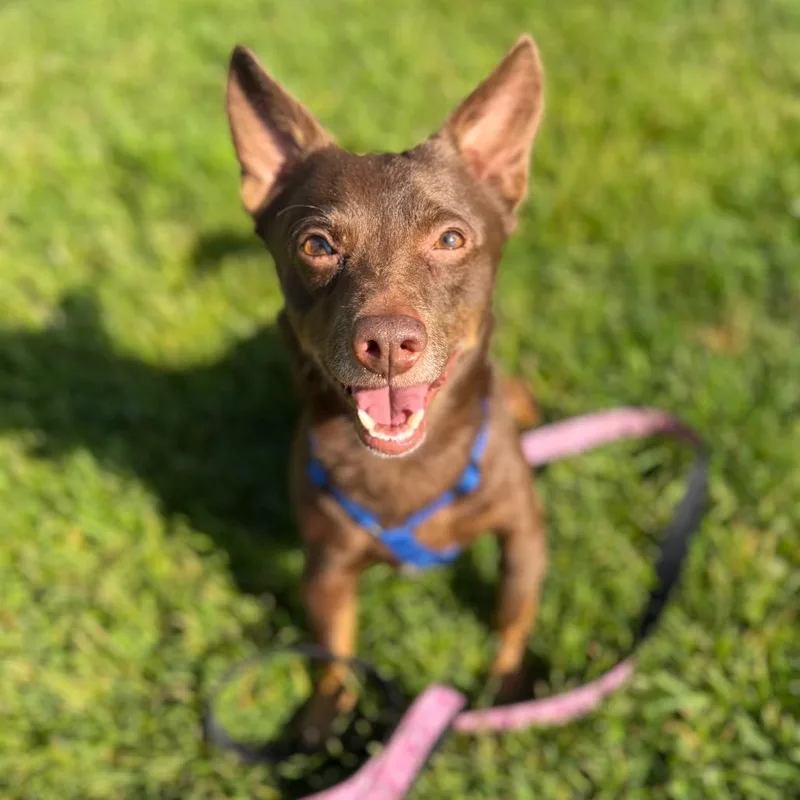 A young small-sized male Dachshund dog named Max for adoption in Portage, MI