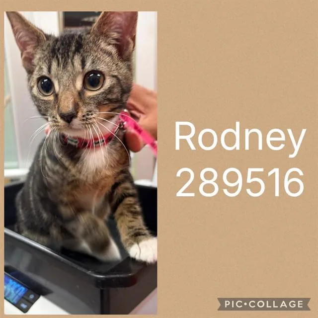 A baby small-sized male Domestic Short Hair cat named Rodney for adoption in Macon, GA