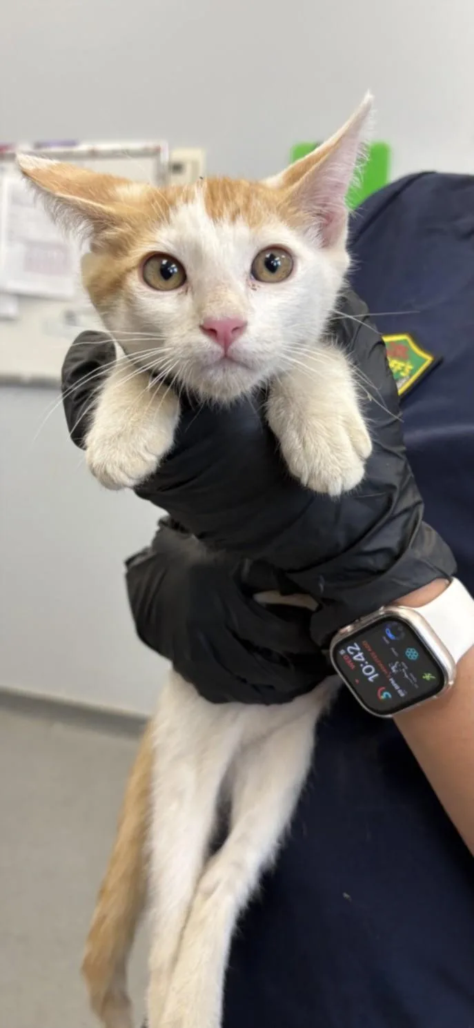 A baby small-sized female Domestic Short Hair cat named A for adoption in Olivehurst, CA