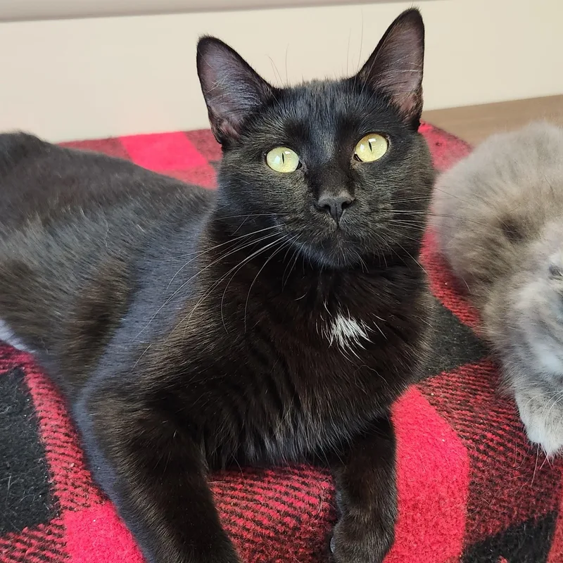 An adult medium-sized female Black Domestic Short Hair cat named Umbreon for adoption in Marshfield, WI