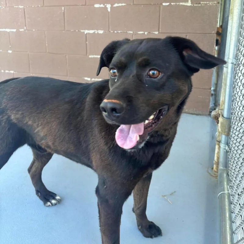 An adult large-sized male Black Labrador Retriever dog named Zeus for adoption in Rocky Mount, VA