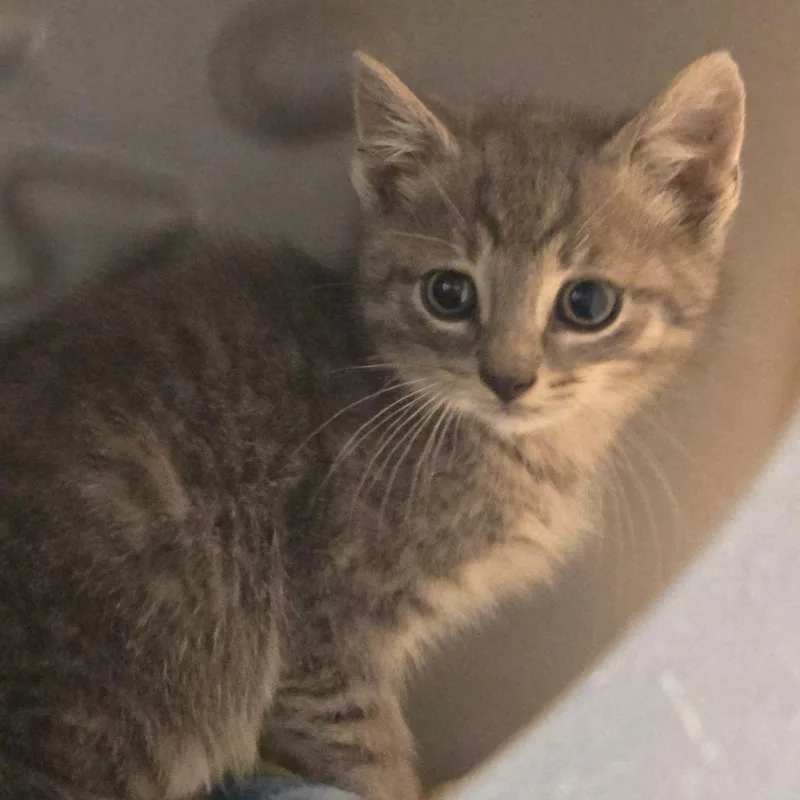 A baby small-sized male Brown / Chocolate Domestic Short Hair cat named Sweet William for adoption in Waukesha, WI