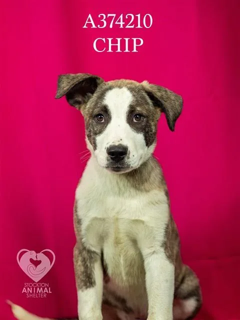 A young small-sized male Pit Bull Terrier dog named Chip for adoption in Stockton, CA
