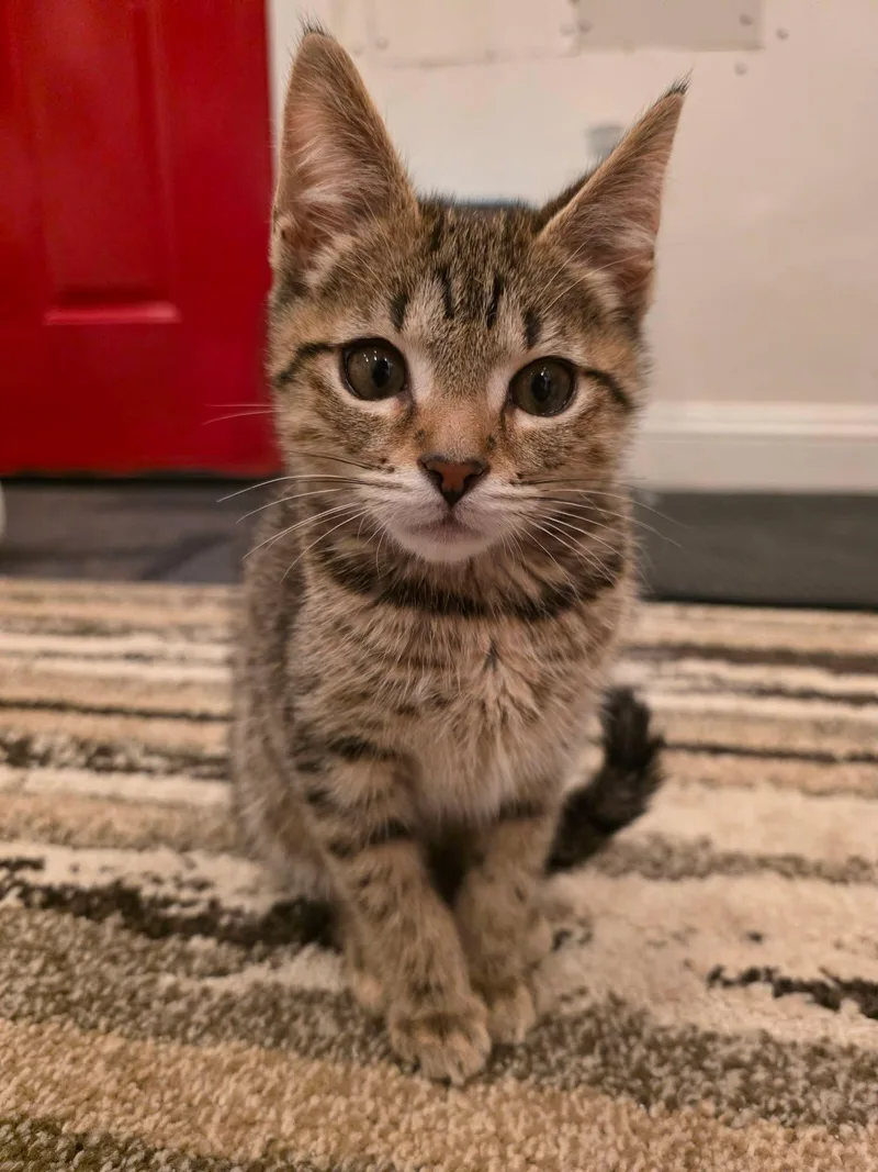 A baby medium-sized male Tabby (Tiger Striped) Domestic Short Hair cat named Esteban for adoption in Breinigsville, PA