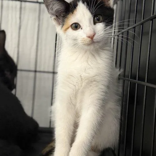 A baby small-sized female Calico cat named Jaina for adoption in Edmond, OK