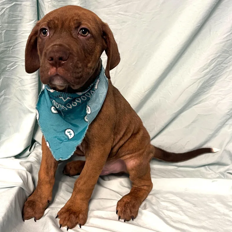 Leonardo thumbnail 2