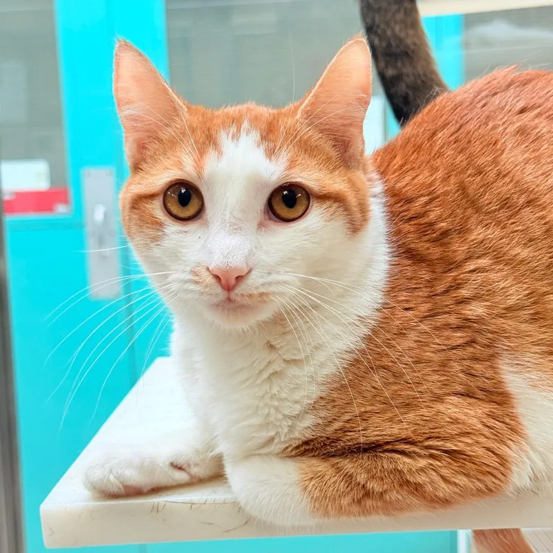 An adult medium-sized female Orange / Red Domestic Short Hair cat named Pearl for adoption in Perkiomenville, PA