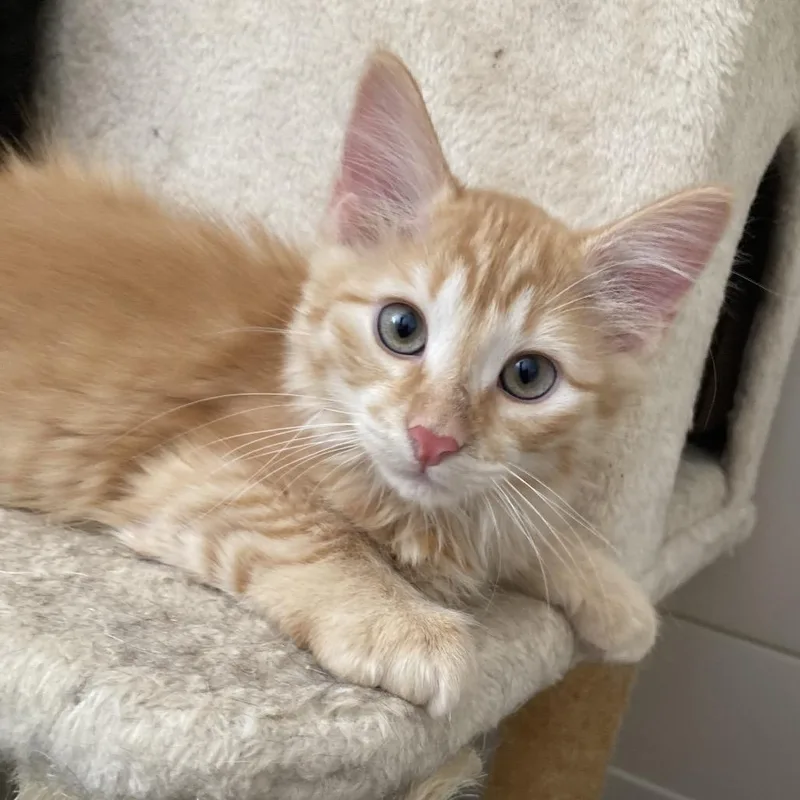 A baby small-sized male Orange / Red Domestic Short Hair cat named Jubilee for adoption in Bismarck, ND