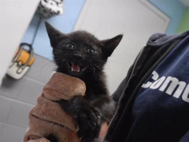 A baby small-sized female Domestic Short Hair cat named Tina for adoption in Omaha, NE