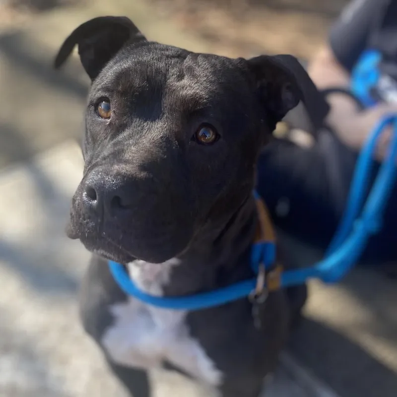 Hamsomia thumbnail 2