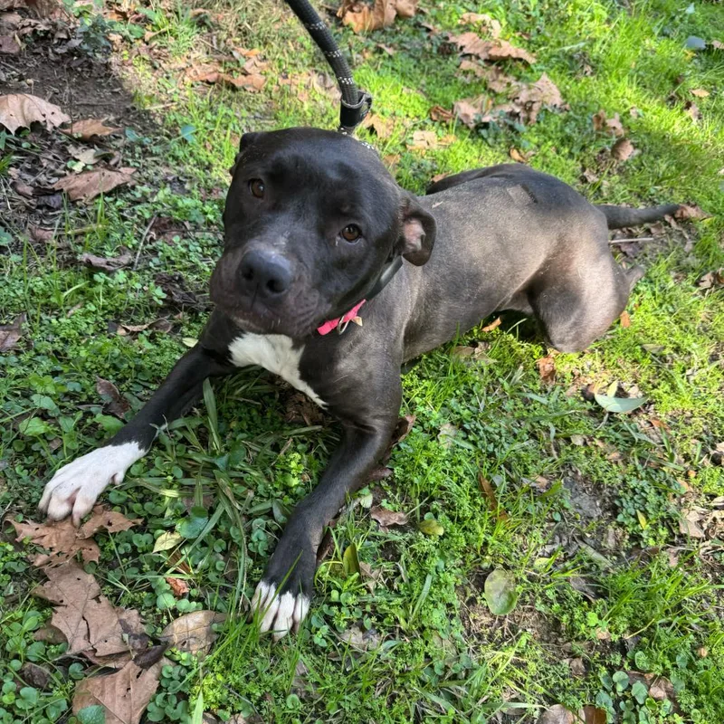 Hamsomia thumbnail 4