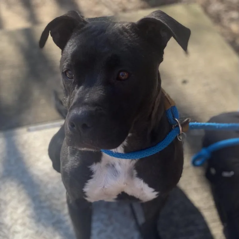 Hamsomia thumbnail 5