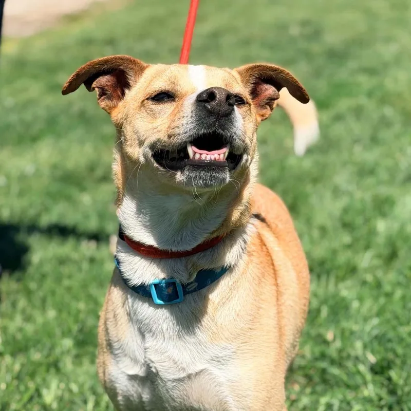 Sammi Stray Hold thumbnail 2