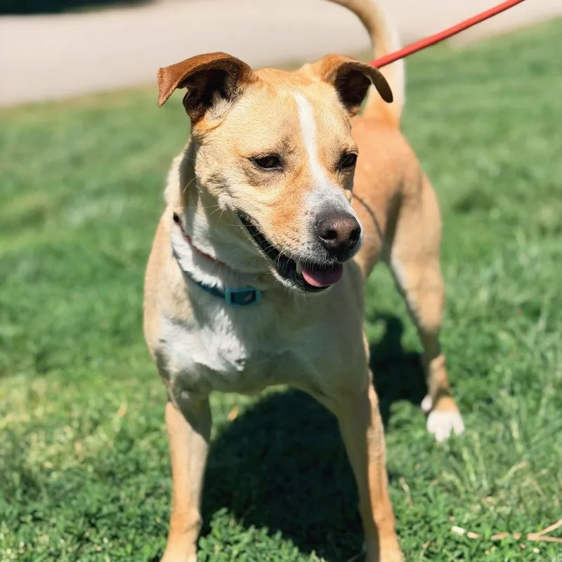 Sammi Stray Hold thumbnail 3