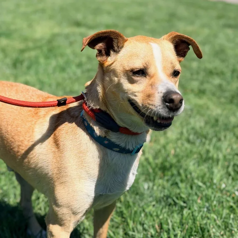 Sammi Stray Hold thumbnail 4