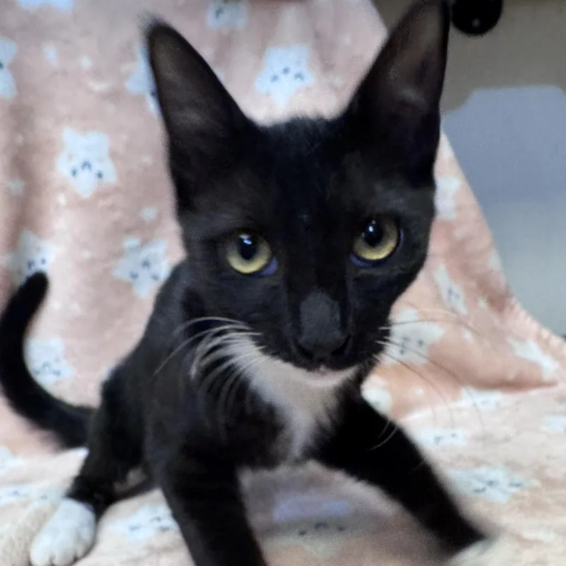 A young small-sized female Black Domestic Short Hair cat named Data for adoption in Brea, CA