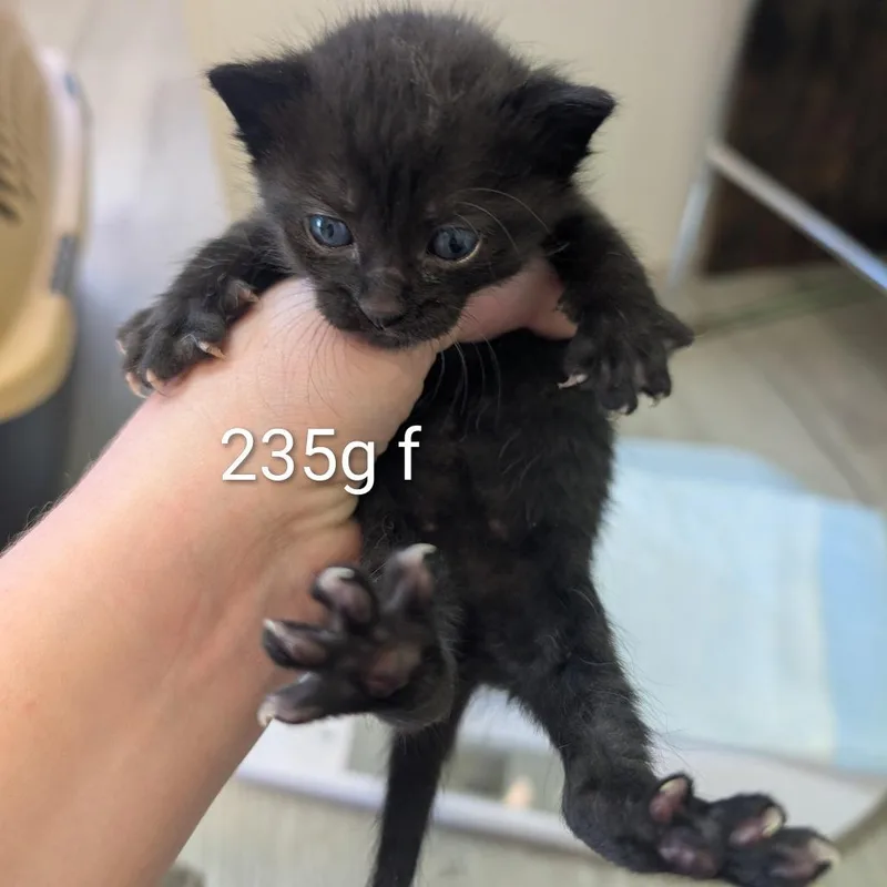 A baby small-sized female Black Domestic Short Hair cat named Poppy for adoption in Emporia, KS