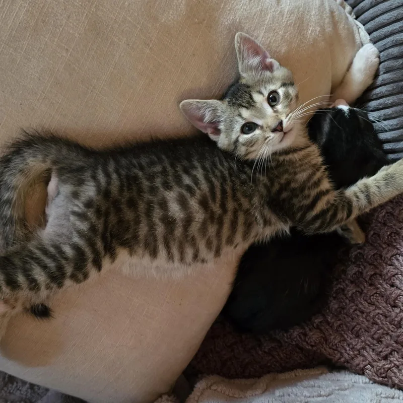 A baby medium-sized male Tabby (Brown / Chocolate) American Shorthair cat named Lee for adoption in Beloit, OH