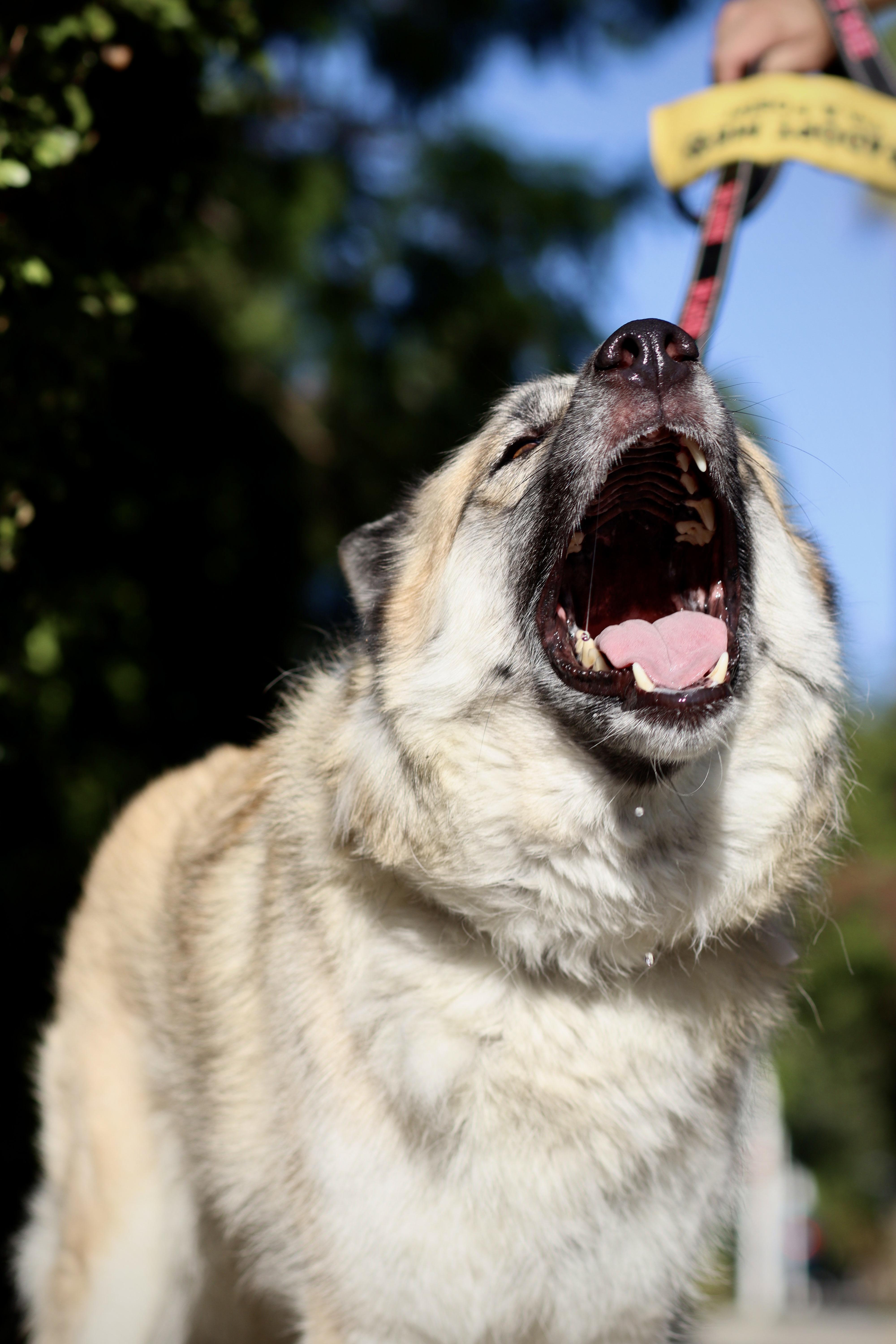 An adult medium-sized female Bicolor German Shepherd Dog dog named Macey for adoption in West Hollywood, CA