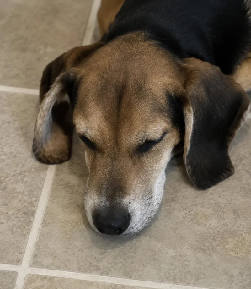 A baby small-sized female Treeing Walker Coonhound dog named Taupe for adoption in TULSA, OK