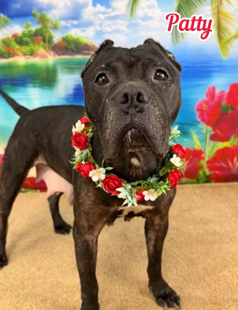 A senior large-sized female Black Mixed Breed dog named Patty for adoption in Flint, MI