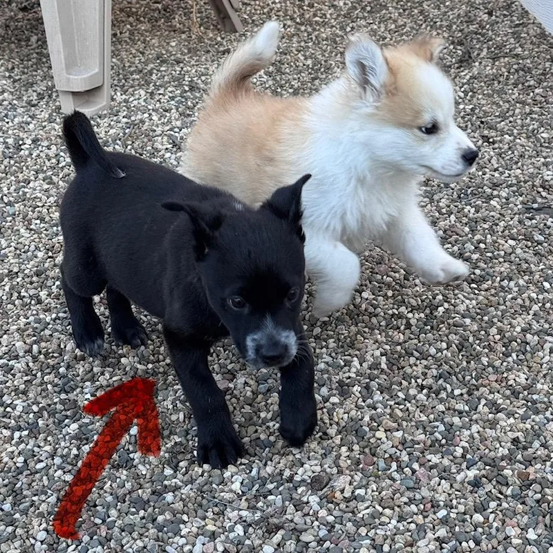 A baby small-sized female Black Mixed Breed dog named Pierogi for adoption in Buffalo, MN