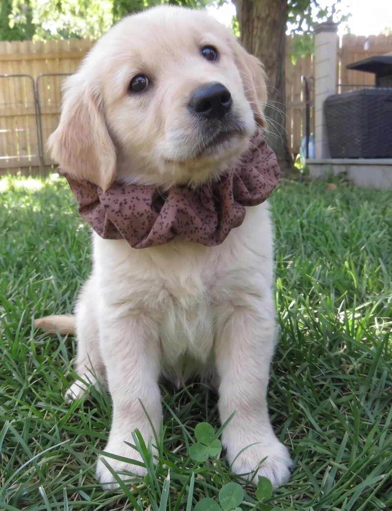 Gumbo thumbnail 2