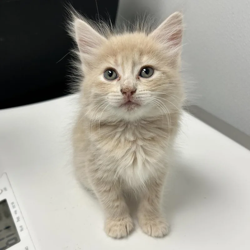 A baby small-sized female Buff / Tan / Fawn Domestic Medium Hair cat named Lyra for adoption in Abilene, TX