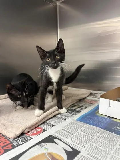 A young small-sized male Domestic Short Hair cat named Connor for adoption in North Miami Beach, FL