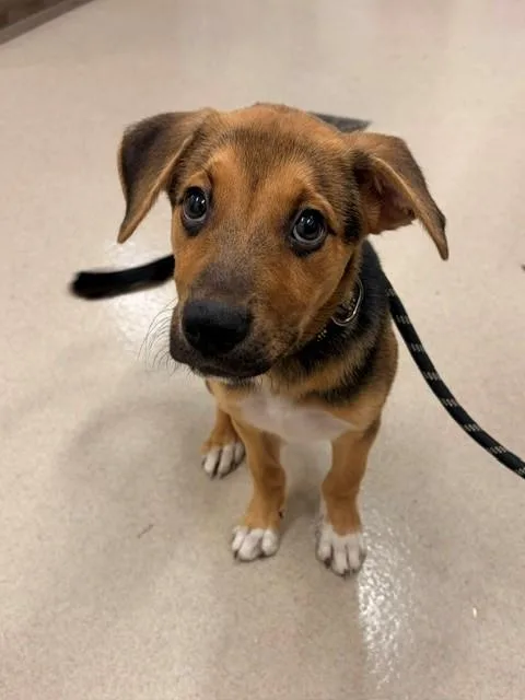 A baby medium-sized male German Shepherd Dog dog named Walker for adoption in Baytown, TX