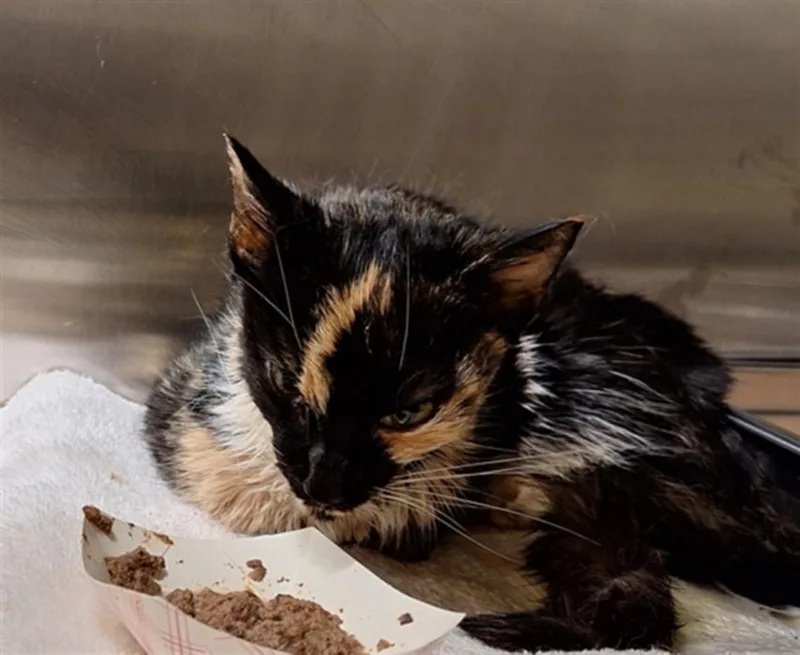 A young medium-sized female Domestic Short Hair cat named Lupita for adoption in Hagerstown, MD