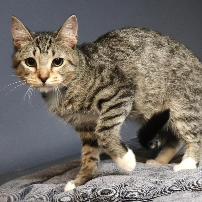 A baby medium-sized male Brown / Chocolate Domestic Short Hair cat named Quiet for adoption in Lakeland, FL
