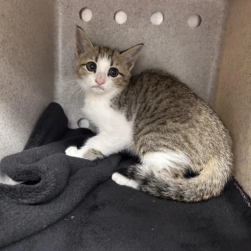 A baby small-sized male Brown / Chocolate Domestic Short Hair cat named Guinness for adoption in Bastrop, TX