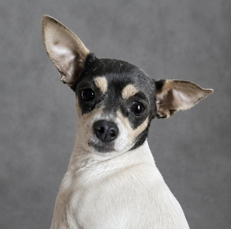 A young small-sized female Chihuahua dog named Dottie for adoption in Bridgeton, MO