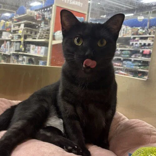A baby small-sized female Domestic Short Hair cat named Phoenix for adoption in Gilbert, AZ