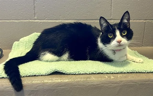 An adult large-sized female Domestic Short Hair cat named Madison for adoption in San Jose, CA