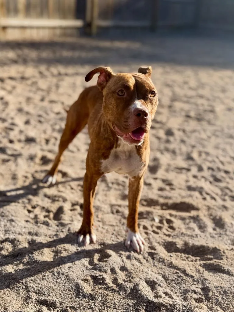 A young medium-sized female Mixed Breed dog named Nyx for adoption in Muskegon, MI