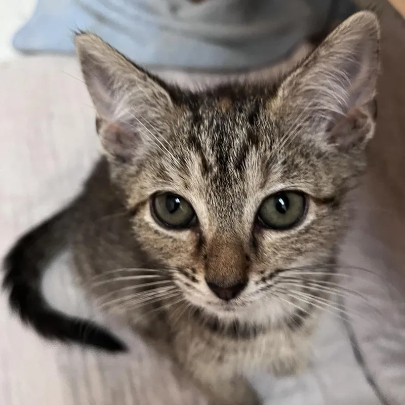 A baby small-sized female Calico Domestic Short Hair cat named Peanut Butter Dot for adoption in Durham, NC