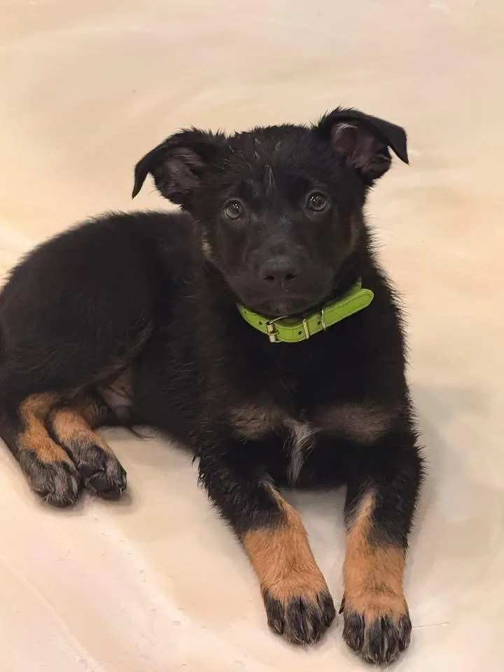 A baby large-sized male Black German Shepherd Dog dog named Jockey for adoption in Mount Juliet, TN