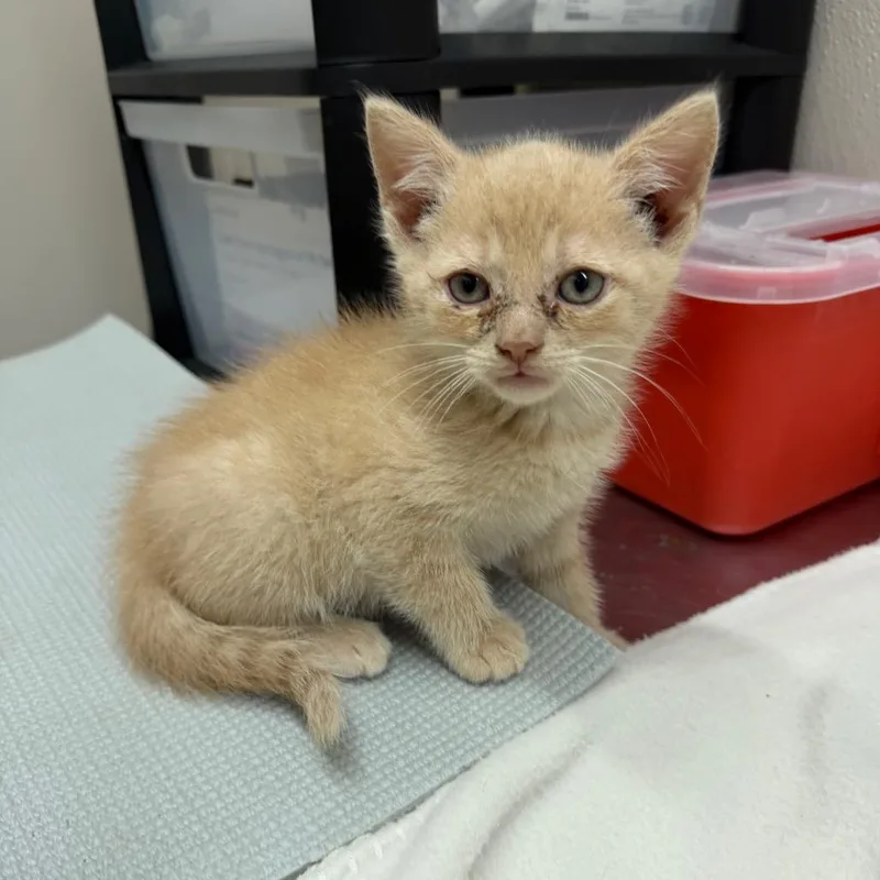 A baby small-sized male Cream / Ivory Domestic Short Hair cat named Rocket for adoption in Morganton, NC