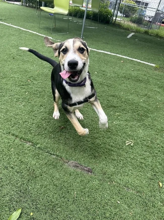 A baby medium-sized female Mixed Breed dog named Jessie for adoption in Ocean View, NJ