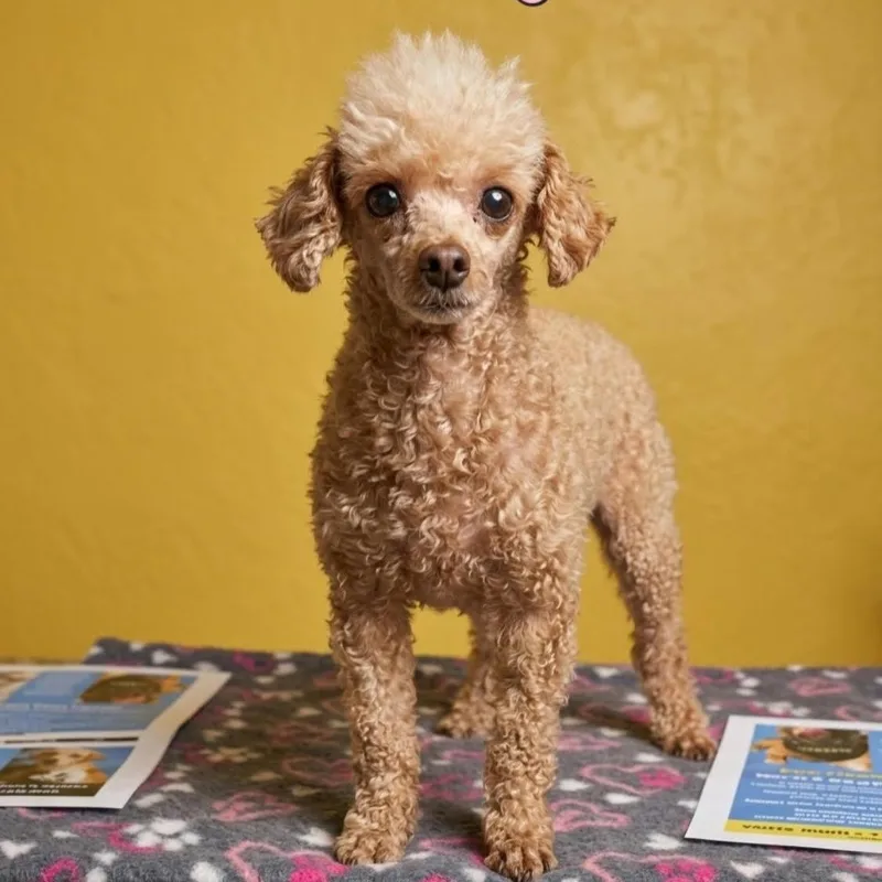 A senior small-sized female Merle (Red) Poodle dog named Chocolate Chip for adoption in Boca Raton, FL