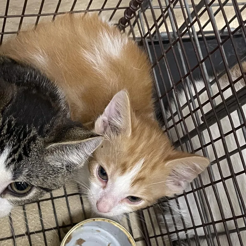 A baby small-sized male Orange / Red Domestic Short Hair cat named Banana Pudding for adoption in Winston-Salem, NC