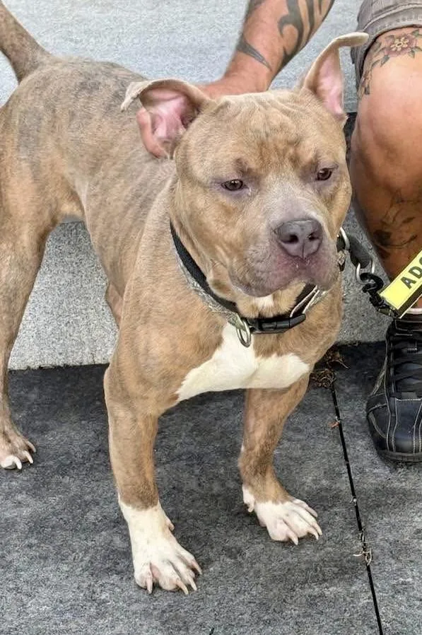 A young medium-sized male Brown / Chocolate Pit Bull Terrier dog named Bradley for adoption in Buffalo, NY