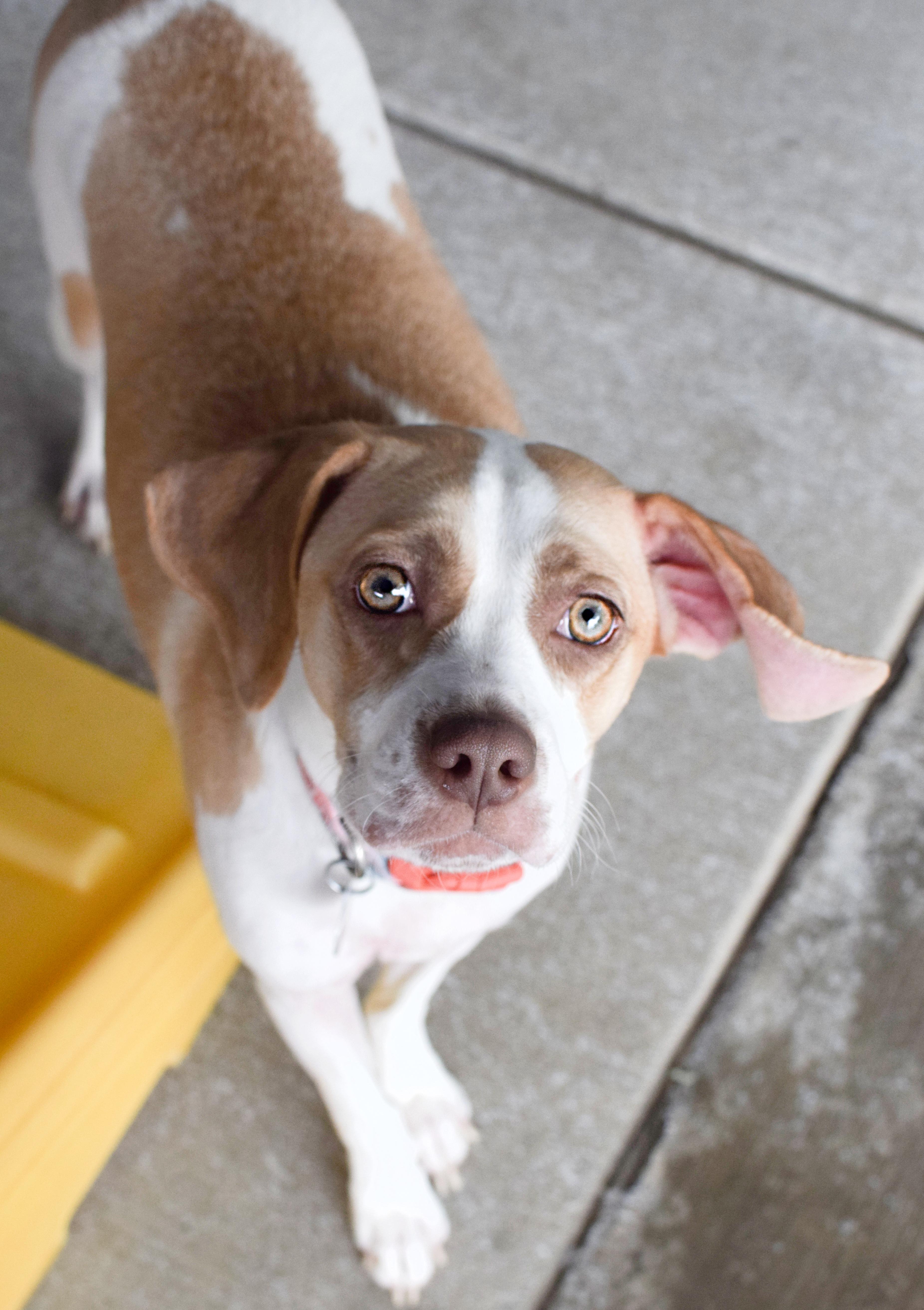 An adult medium-sized female Tricolor (Brown, Black, & White) Beagle dog named Hulu for adoption in Pontiac, MI