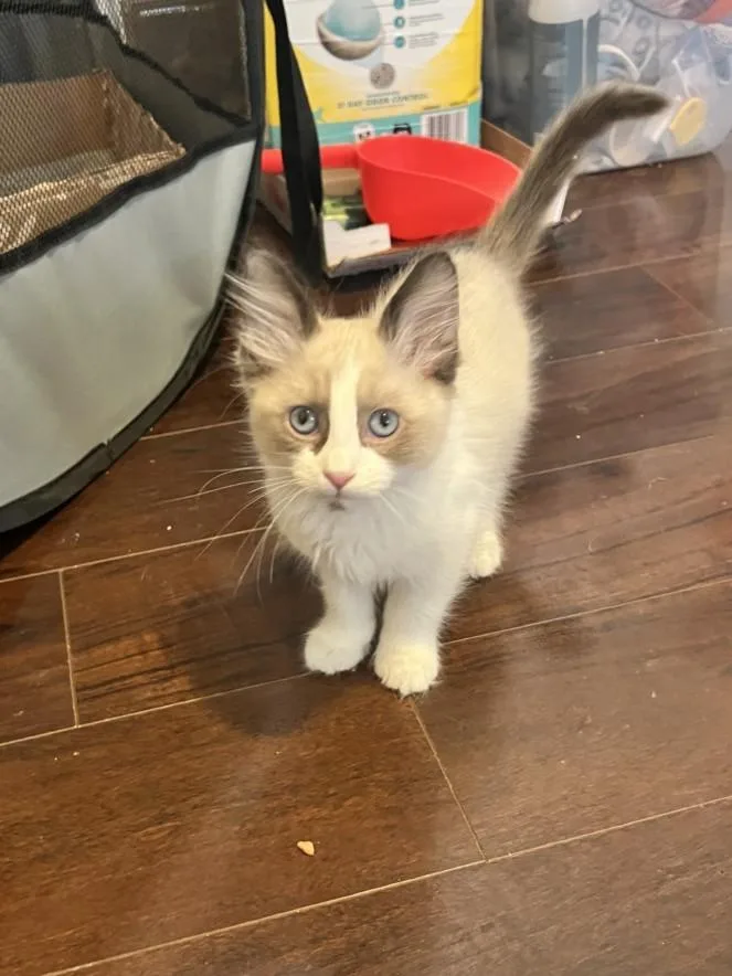 A baby small-sized female Domestic Medium Hair cat named Adore for adoption in Burbank, CA