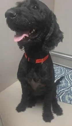 A young large-sized male Labrador Retriever dog named Sirius for adoption in Sherwood, AR